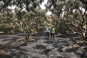 Hàng trăm cây vải bị cháy khô hết lá ở trên cây. (Ảnh: Tiến Vĩnh/TTXVN)