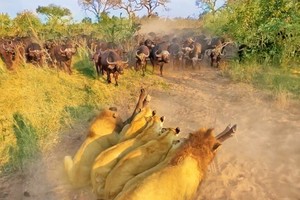 Tình mẹ bao la, trâu rừng nguyện hy sinh tính mạng để đổi lấy bình an cho đứa con trước vòng vây của đàn sư tử