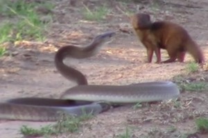 Loài động vật có biệt danh "cỗ quan tài di động" cũng phải vẫy tay chào thua trước sự bất cần của cầy mangut