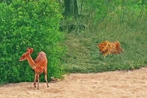 Số phận bi thương của chú linh dương mù lạc lối