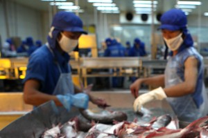 Cá tra là một trong những sản phẩm được kỳ vọng sẽ dần gia tăng sản lượng xuất khẩu.