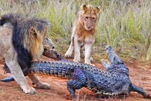 Cá sấu lên bờ, không ngờ "va" phải Vua sư tử