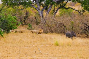 Lơ đễnh để lạc mất con, voi mẹ "hết hồn" sau khi biết những hiểm nguy rình rập