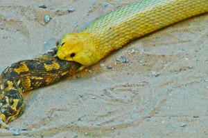 Loài rắn gieo rắc nỗi sợ hãi ở châu Phi bị đồng loại nuốt chửng