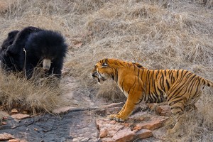 Loài gấu gây ra nhiều vụ tấn công con người nhất thế giới bị đàn hổ "giải quyết" trong chớp mắt