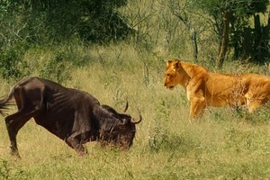 Hành động kỳ cục của linh dương đầu bò khiến sư tử phải "hoài nghi nhân sinh"