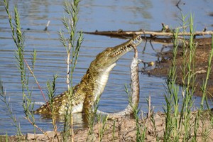 Cá sấu hung tợn "làm gỏi" trăn đá châu Phi