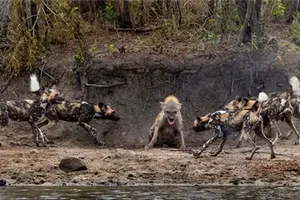 Bản lĩnh của linh cẩu trước thế trận bao vây "bốn phương tám hướng" của chó hoang châu Phi