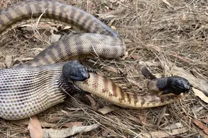 Loài trăn khổng lồ nuốt sống đồng loại