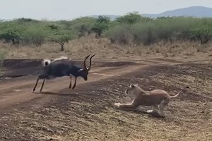 Thất bại ê chề của sư tử khi gặp phải chú linh dương quá "cứng"
