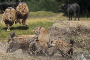 Bản lĩnh vua sư tử khiến cả đàn linh cẩu phải sợ khiếp vía