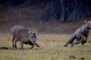 Lợn rừng truy đuổi linh cẩu