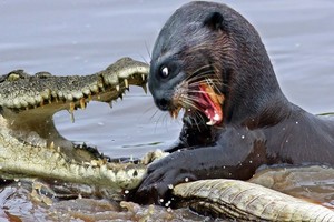 Đàn rái cá ngang tàng, cả gan trêu đùa loài bò sát lớn nhất trên thế giới