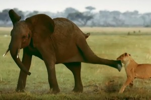 Bị tấn công bất ngờ, chú voi rừng cho sư tử "hiểu" ai mới là chủ nhân của rừng rậm