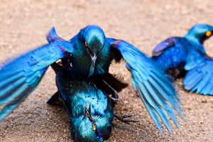 Thế giới khắc nghiệt của loài chim hoang dã: Sẵn sàng hạ gục đồng đội yếu, kém