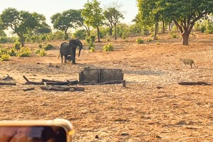 Voi mẹ bất lực trước chiến thuật "cắn, rỉa" khó chịu của đàn sư tử