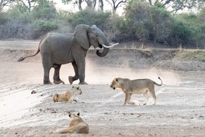 Bị chọc tức, voi rừng đuổi đàn sư tử chạy "mất cả dép"