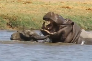 Hà mã to lớn cũng phải "chào thua" trước độ liều lĩnh của chú voi con