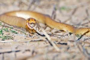 Rắn hổ mang nuốt chửng đồng loại