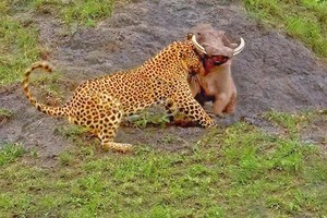 Bị tấn công trúng chỗ hiểm, lợn bướu vẫn đủ sức quật ngã báo hoa mai