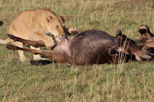 "Bữa trưa" khó nhằn của sư tử