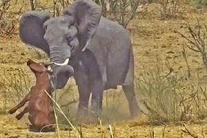 Ngày bất ổn của voi châu Phi: Vô duyên vô cớ húc trâu rừng non tội nghiệp