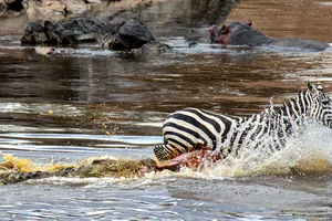 Ngày đen đủi nhất của cá sấu sông Nile