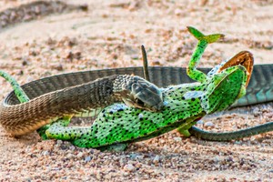 Một trong những loài rắn độc nhất châu Phi "thân chinh" hạ gục đối thủ giữa đường