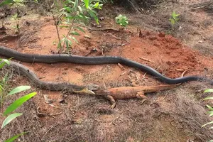 Rắn hổ mang chúa: "Hung thần" của loài bò sát