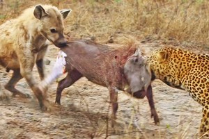 Lợn rừng bị "giằng xé" bởi linh cẩu và báo hoa mai