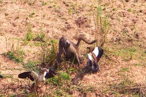 Chú khỉ đầu chó lỳ đòn, vừa ăn vừa bị đánh