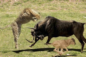 Cứu con, linh dương đầu bò mẹ bất chấp tấn công cả 3 con báo hoa mai 