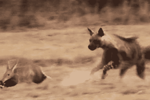 Màn so tốc độ "nghẹt thở" giữa linh cẩu và lợn đất