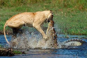 Cá sấu sông Nile và sư tử: Cuộc chiến của những loài dã thú khổng lồ