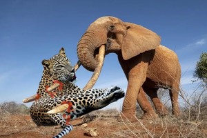 Cuộc chạm trán "nghẹt thở" giữa voi rừng và báo hoa mai