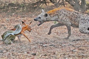 Sự khó chịu của linh cẩu trong cuộc chiến giành con mồi