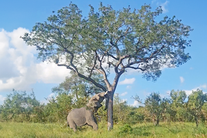Voi rừng bỗng nhiên húc đổ cây và bí ẩn phía sau