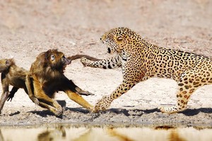 Đàn khỉ đầu chó bất lực nhìn đồng loại gục ngã dưới nanh vuốt của báo hoa mai