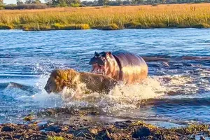 Vua sư tử bỗng hóa thành những chú mèo con nhút nhát khi đụng độ hà mã