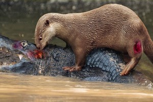 Chú rái cá dũng cảm liên tục tấn công con cá sấu khổng lồ