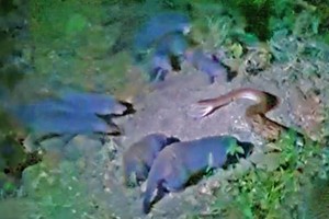 Bảo vệ gia đình, tổ đội hơn 20 con cầy Magnut xâu xé trăn đá