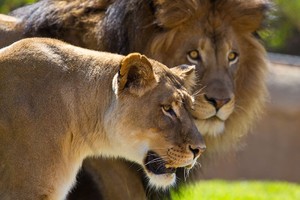 Cơn thịnh nộ của sư tử cái