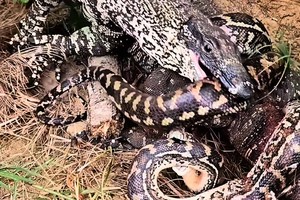 Trăn gấm lao vào cuộc chiến sinh tử với kỳ đà hoa và cái kết khiến ai cũng phải cảm thấy khó hiểu