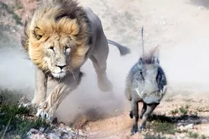 Cuộc chạy đua với tử thần của chú lợn rừng