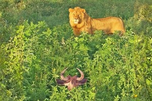 "Công chúa" linh dương đầu bò ngủ quên trong rừng và cơn ác mộng về "hoàng tử" sư tử