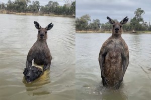 Võ sĩ chuột túi "dạy dỗ" đàn chó nhà bài học về cuộc đời