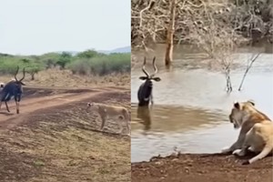 Con vật hiếm hoi có thể sống sót sau màn tập kích của cả sư tử và cá sấu châu Phi