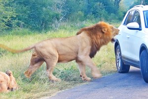 Tò mò trước cảnh "hâm nóng tình cảm" của cặp đôi sư tử, du khách suýt phải trả giá đắt