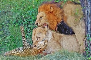 Sư tử đực có hành động bất ngờ ngay giữa cuộc chiến gay cấn với báo hoa mai