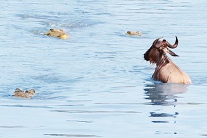 Màn tẩu thoát kỳ diệu của linh dương đầu bò trước sự tấn công của 3 con cá sấu châu Phi